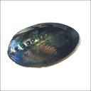 Coquille d'Ormeau 1