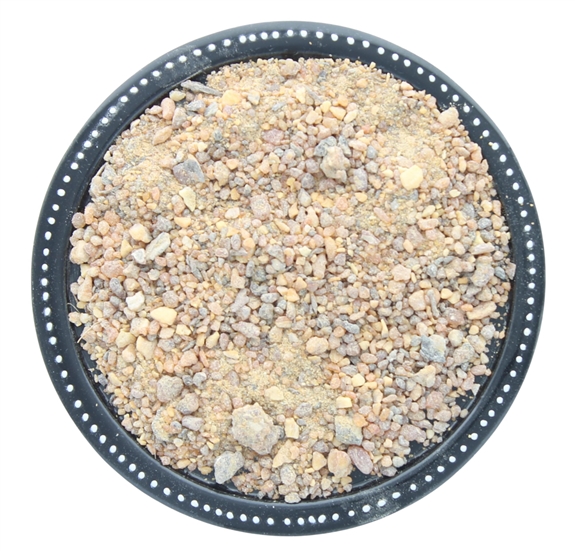 Encens résine en grains Benjoin du Siam 50 g 1