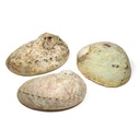 Coquille d'ormeau Haliotis diversicolor smudge XL 0
