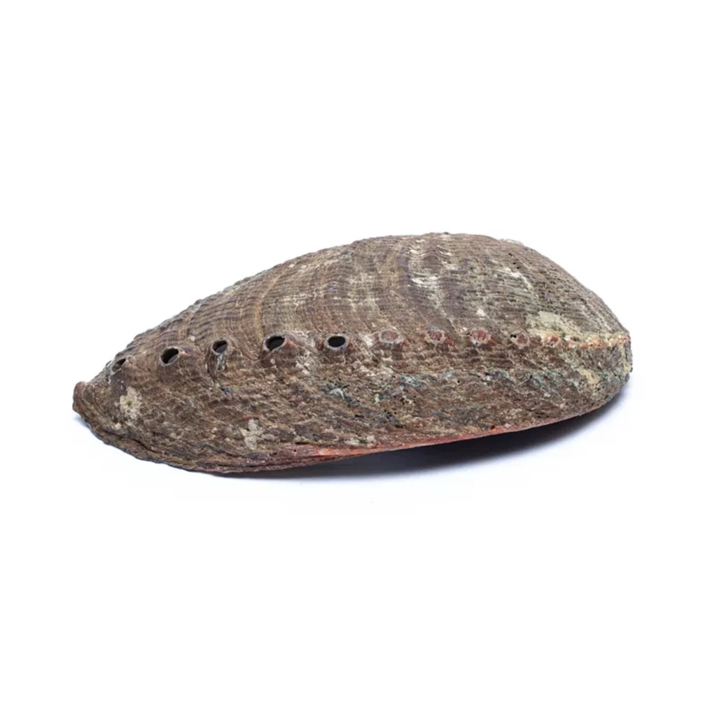 Coquille d'Ormeau vert Haliotis Fulgens 0