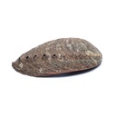 Coquille d'Ormeau vert Haliotis Fulgens 0