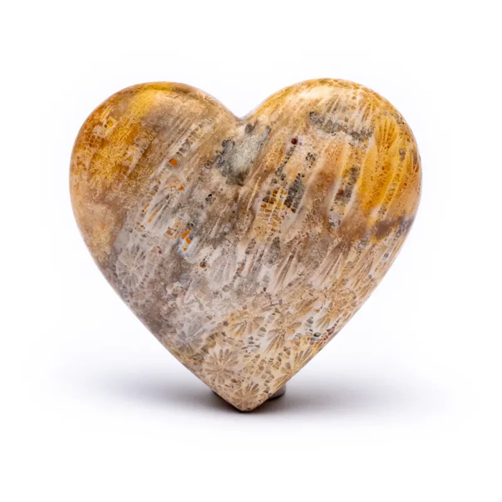 Pierre du souci coeur Fossile de corail 0