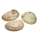 Coquille d'ormeau Haliotis diversicolor smudge M 0