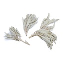 Encens de Sauge Blanche (salvia Apiana) - bouquet 1
