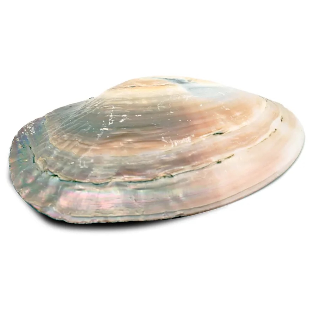 Coquillage de nacre avec perles 0