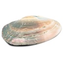 Coquillage de nacre avec perles 0