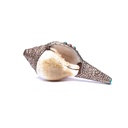 Conque tibétaine blanche et métal ciselé 0