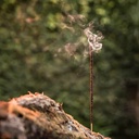 Sagrada Madre Encens Myrrhe Naturel 1