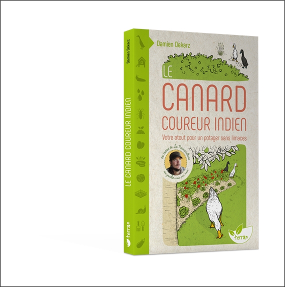 Le Canard coureur indien - Votre atout pour un potager sans limaces 3