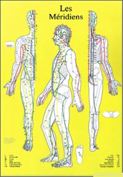 Planche plastifiée Méridiens Chronobioenergetica (A4) - J.Baarle
