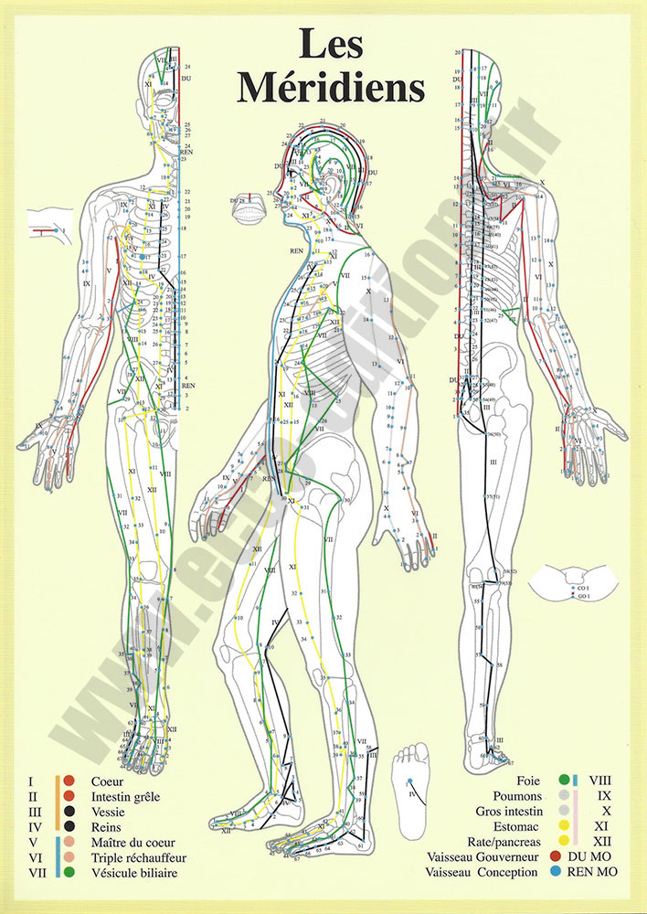 [9789070281649] Planche plastifiée Méridiens Chronobioenergetica (A4) - J.Baarle