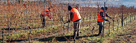 Cours aux agriculteurs, Rudolf Steiner