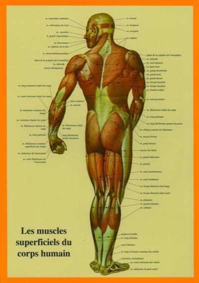 Planche cellophanée les muscles superficiels du corps humain (A4 double) - J.Baarle