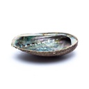 Coquille d'Ormeau vert Haliotis Fulgens | ± 12-16 cm