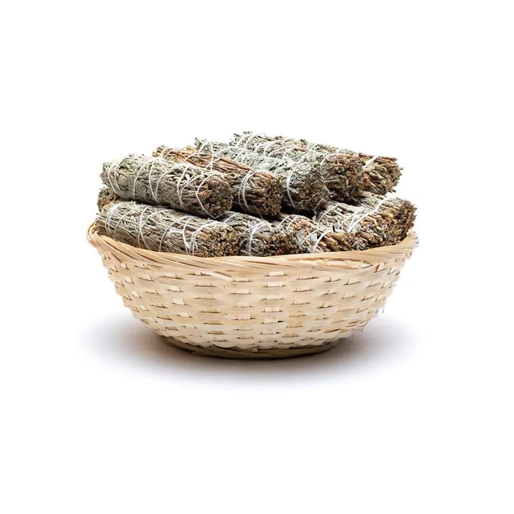 Sauge Shasta smudge S - 24 par panier | ±10-11cm; ±25-35g