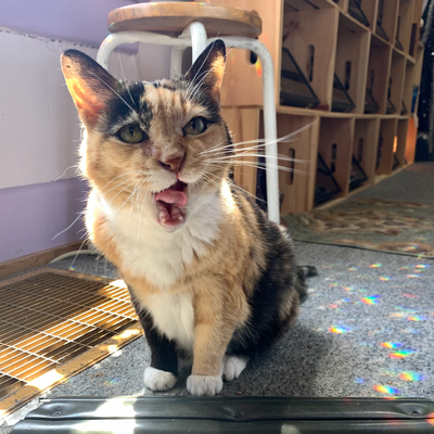 Encens 7 chakras sauge blanche