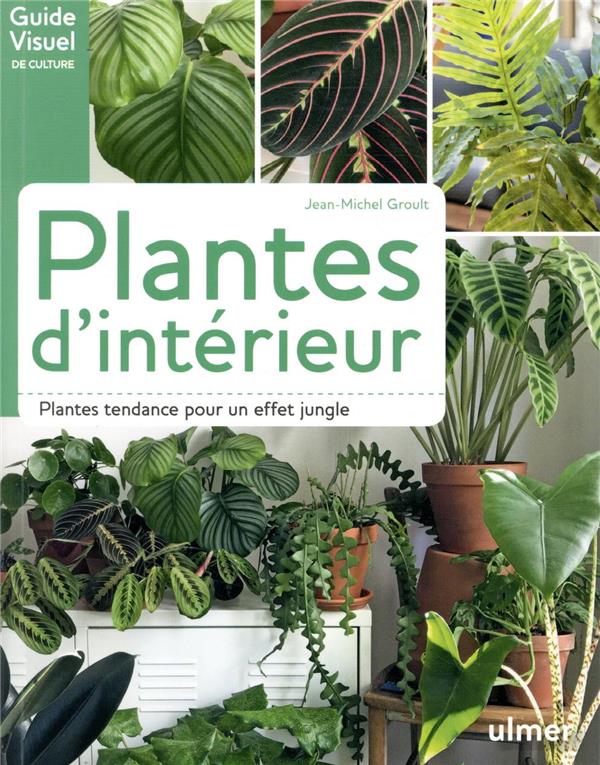 Plantes d'intérieur - Plantes tendance pour un effet jungle