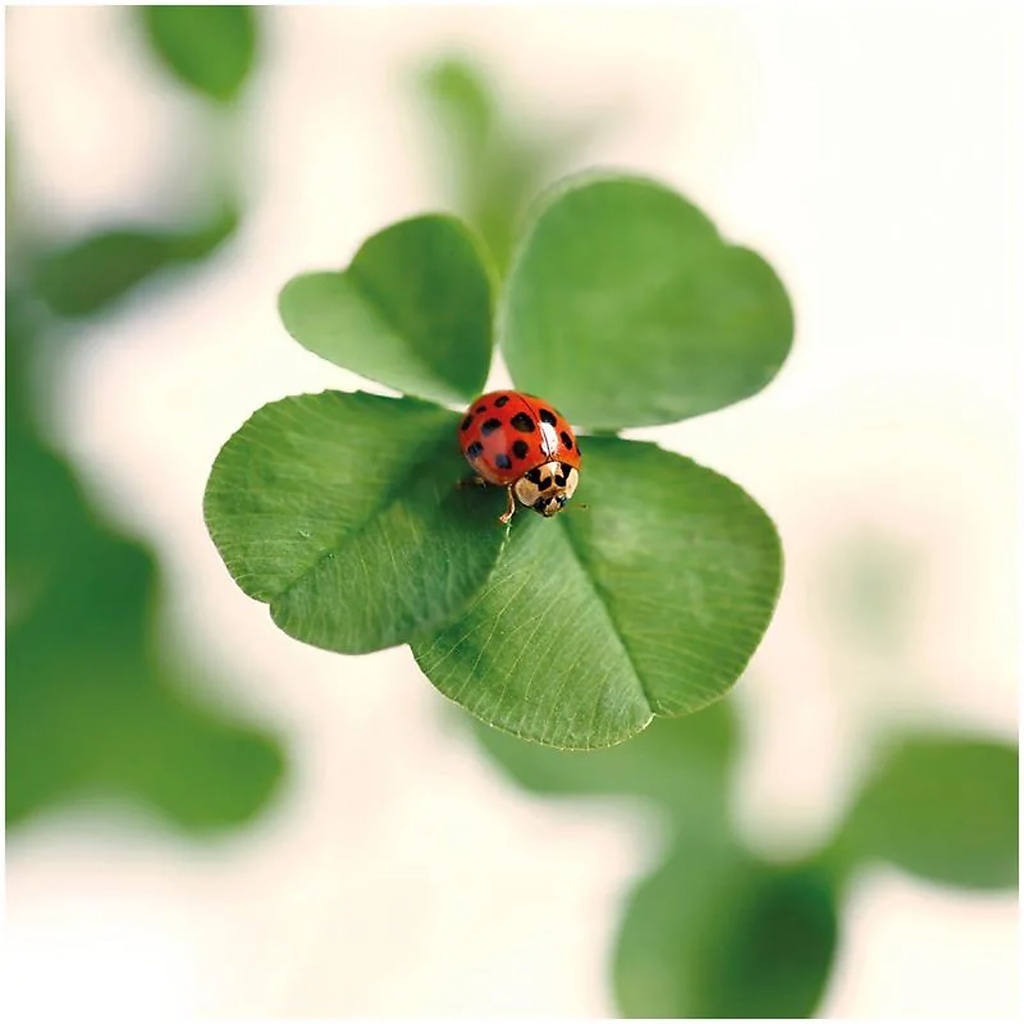 Carte de Voeux Good Fortune | 14x14 cm