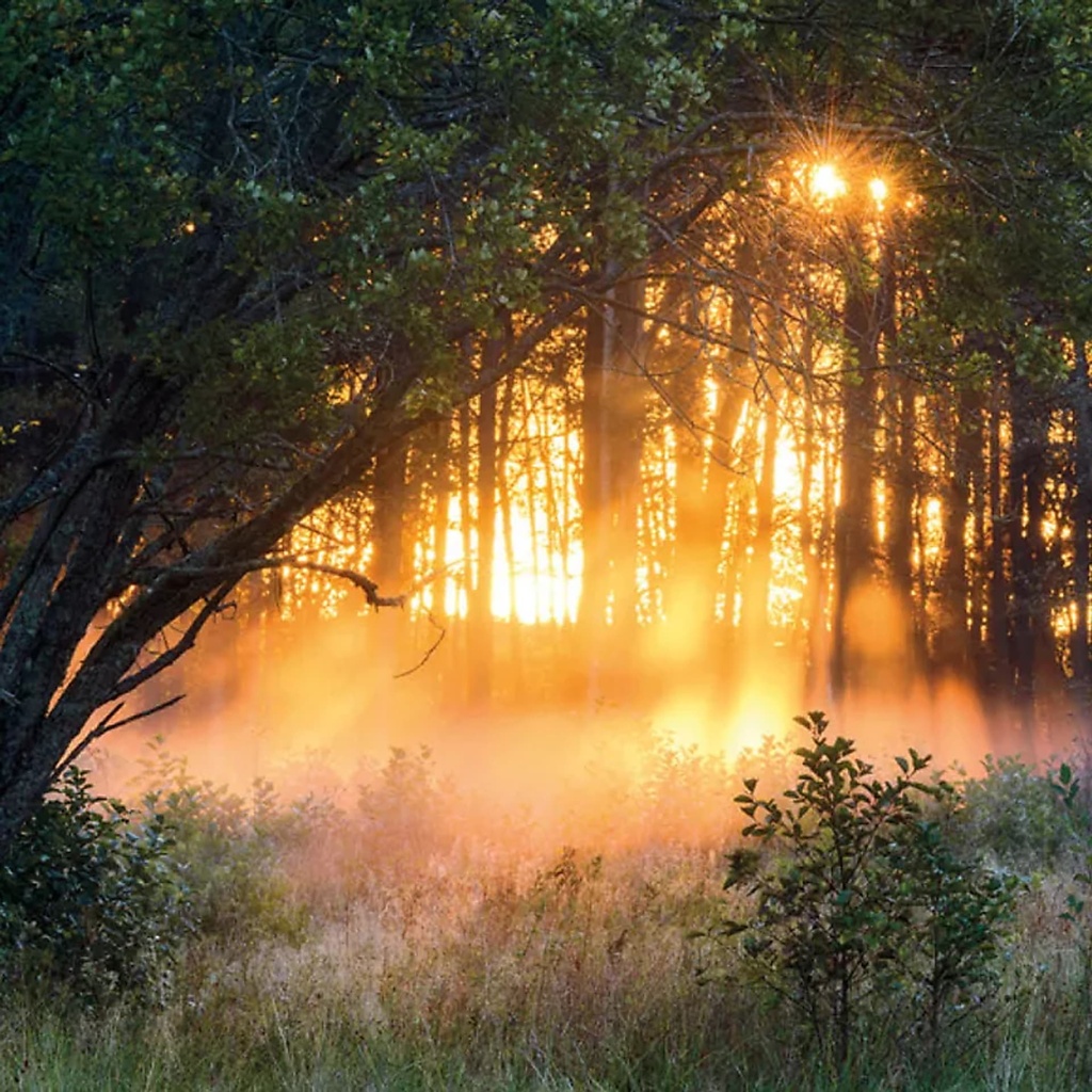 Cartes de voeux Forest sunset | 14x14 cm