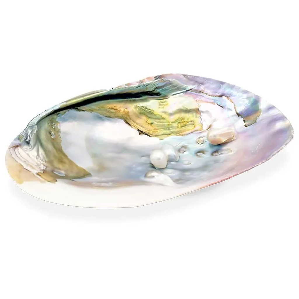 [8719497612550] Coquillage de nacre avec perles | 15-16 cm