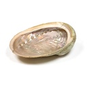 Coquille d'ormeau Haliotis diversicolor smudge L | ±15.5-18 cm