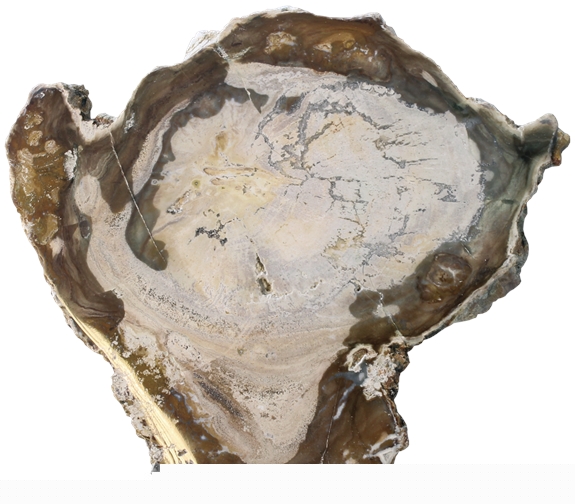 Fossile de bois pétrifié - Moyen modèle