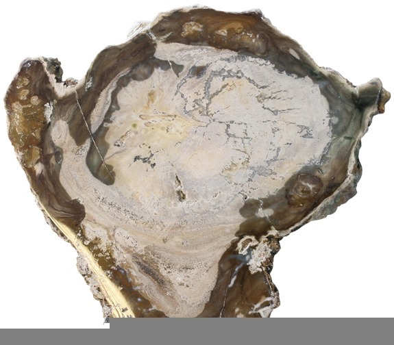 Fossile de bois pétrifié - Moyen modèle
