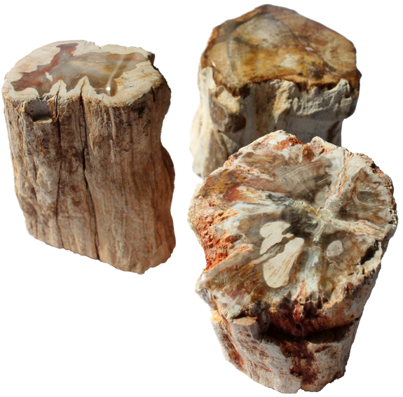 Bois Fossile/Silicifié - Total 150 à 200 grs