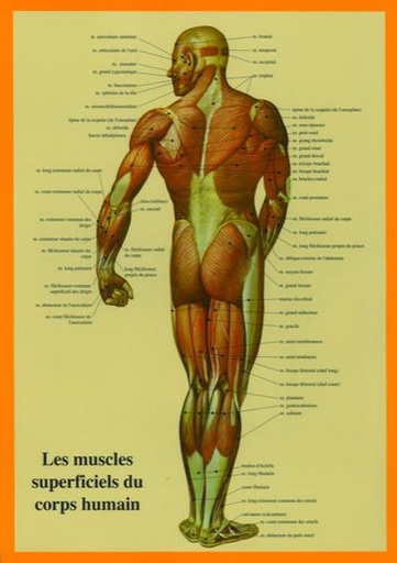 [9789079887217] Planche cellophanée les muscles superficiels du corps humain (A4 double) - J.Baarle