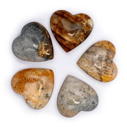 [8720512970128] Pierre du souci coeur Fossile de corail | 5 cm