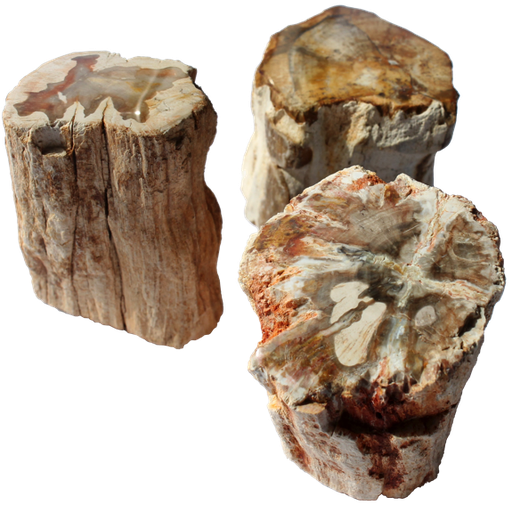 [3660341396704] Bois Fossile/Silicifié - Total 150 à 200 grs