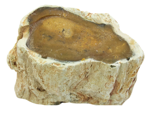 [3660341598894] Bois Fossile/Silicifié une face polie - entre 100 - 200 gr